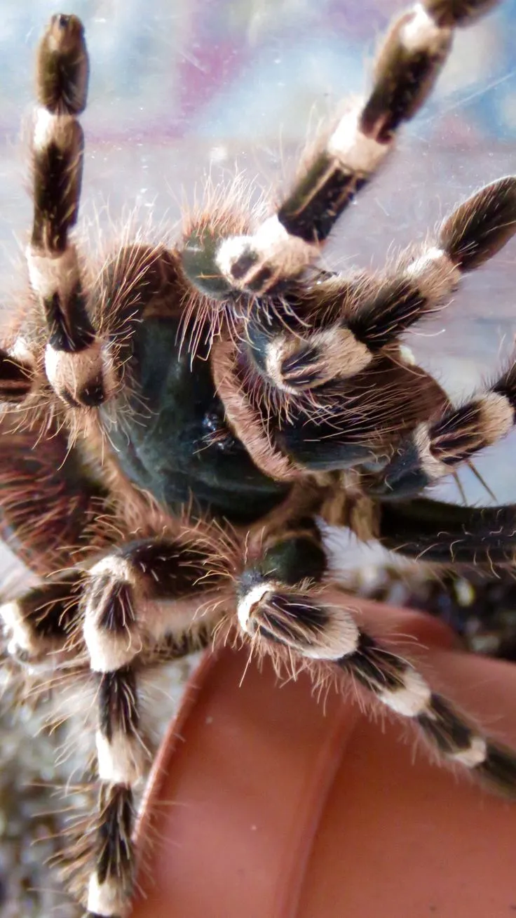 22533 molting tarantula