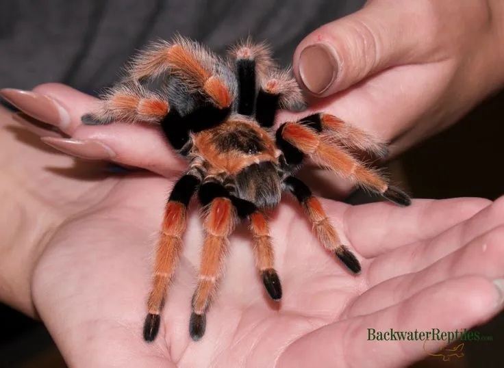22534 baby mexican fireleg tarantula