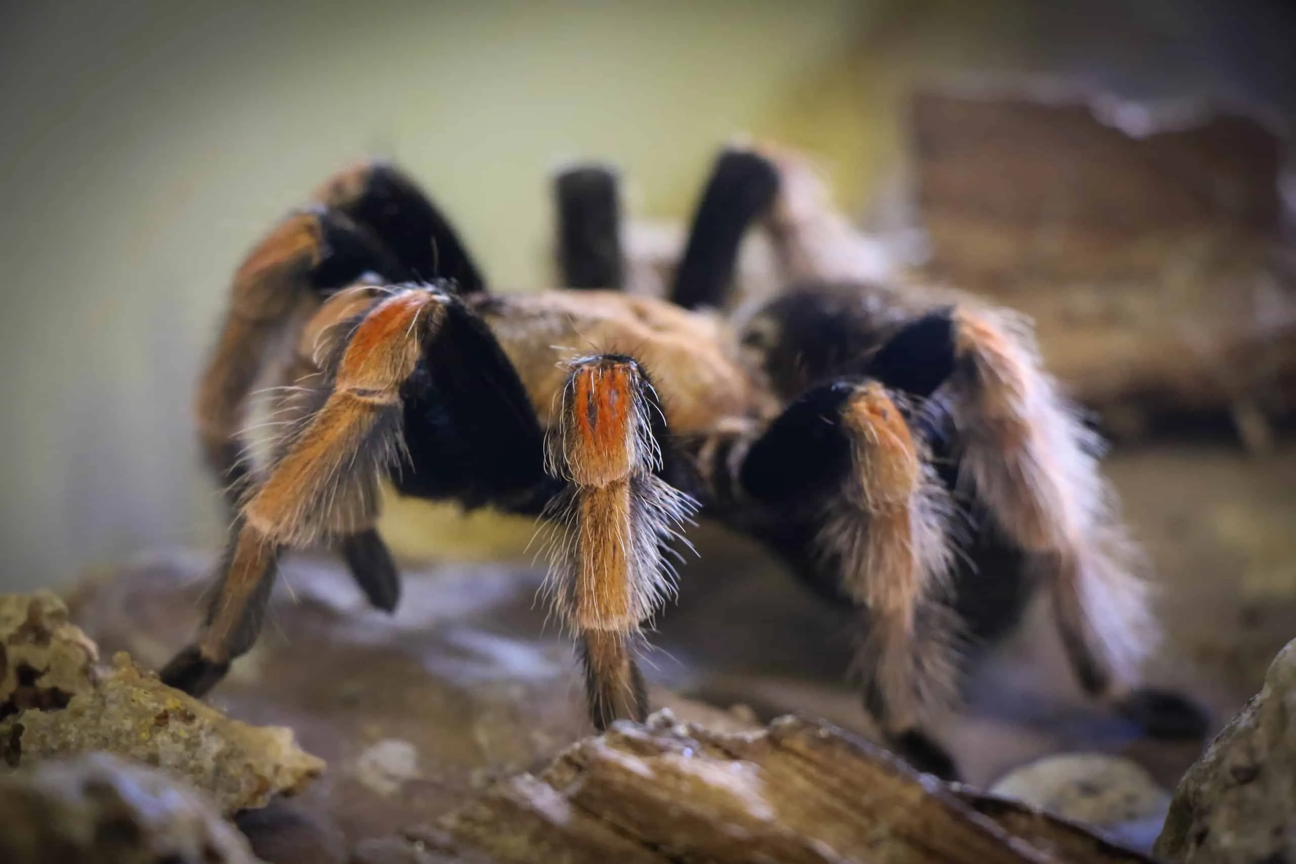 22534 baby tarantula feeding