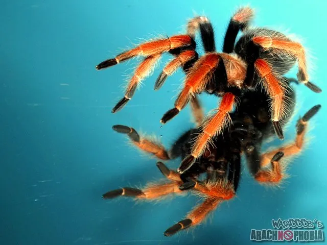 22534 baby tarantula molting