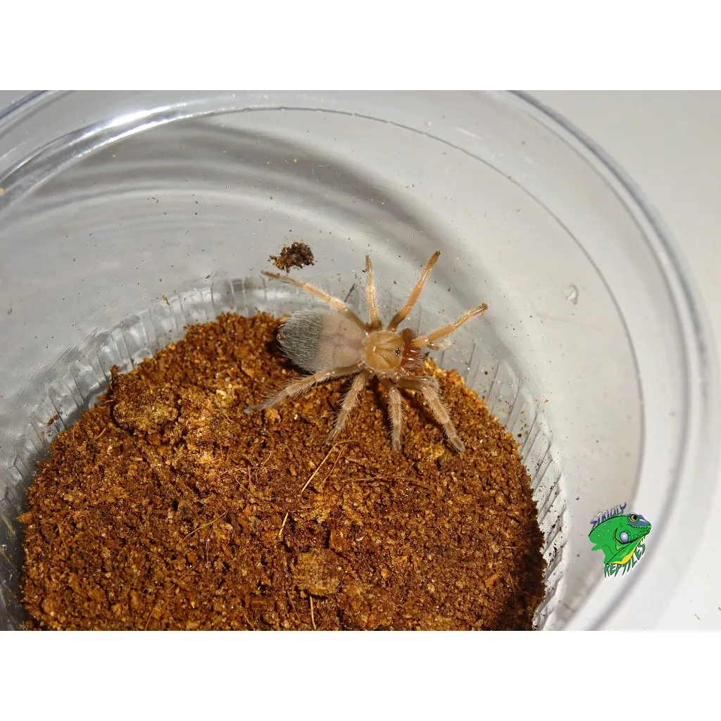 22534 baby tarantula water