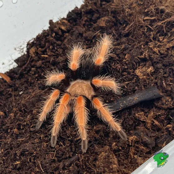 22534 handling baby tarantula