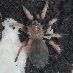 /img/22534-mexican-fireleg-tarantula-adult.webp