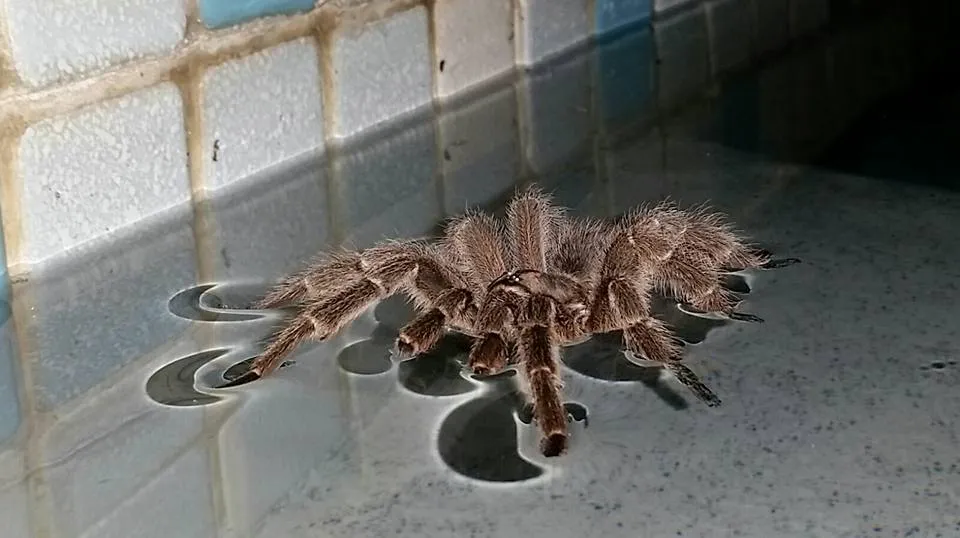 22537 tarantula environment