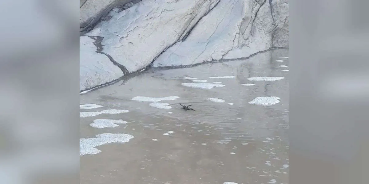 22537 tarantula floating