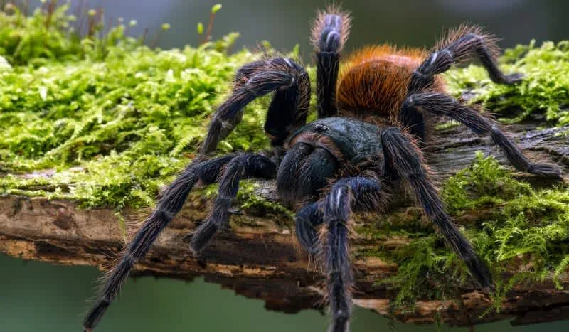 22537 tarantula water