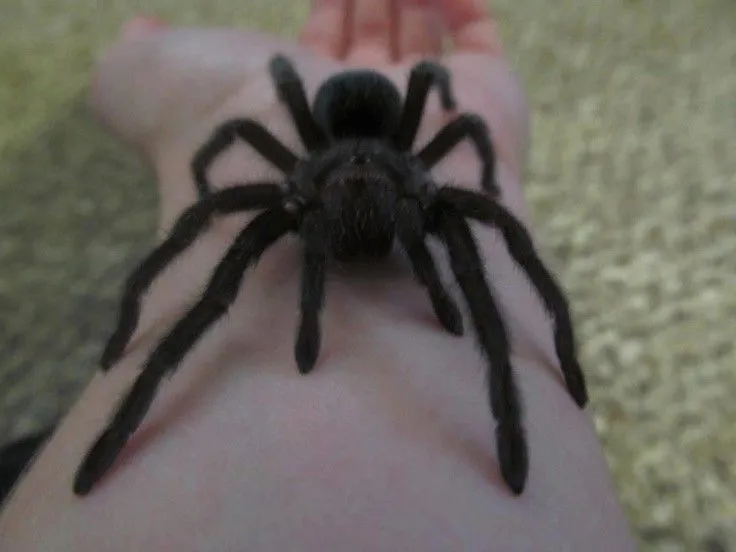 /img/22538-tarantula-handling-safety.webp