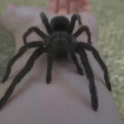 /img/22538-tarantula-handling-safety.webp