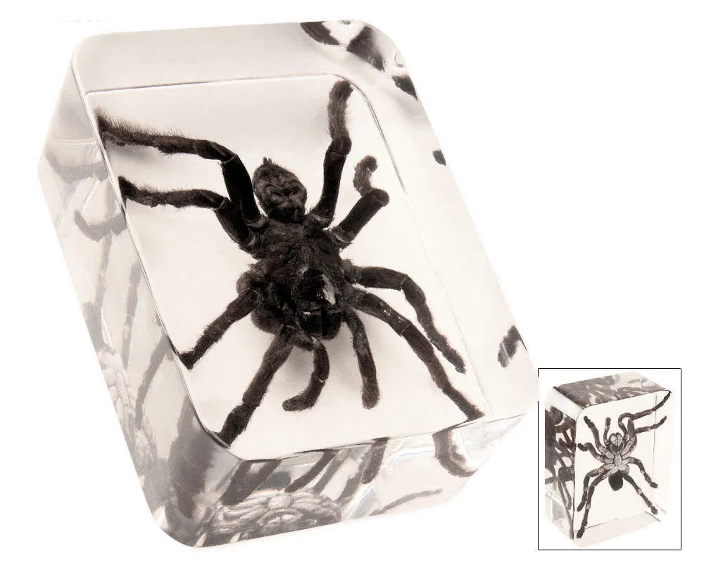 22538 tarantula species research