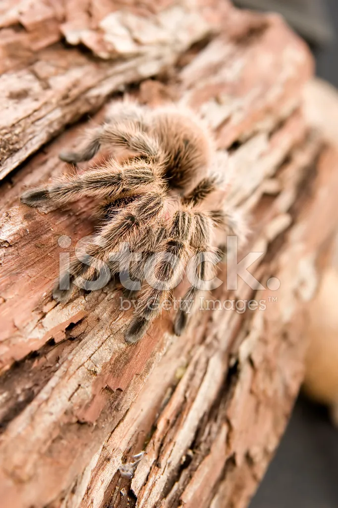 /img/22539-chilean-rose-tarantula-enclosure.webp
