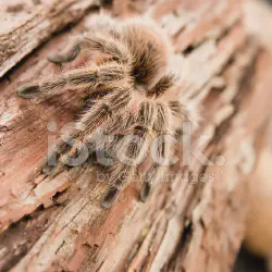/img/22539-chilean-rose-tarantula-enclosure.webp