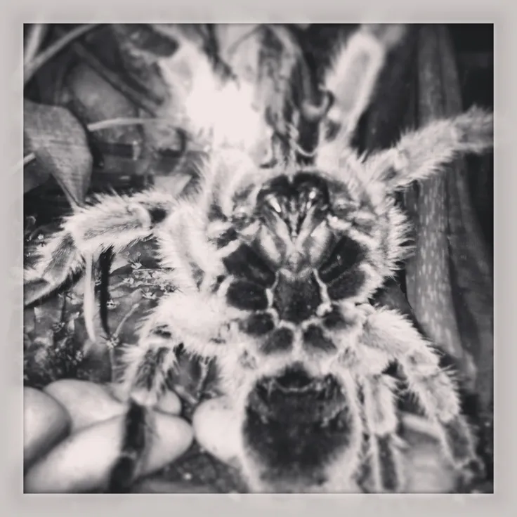 22539 chilean rose tarantula handling