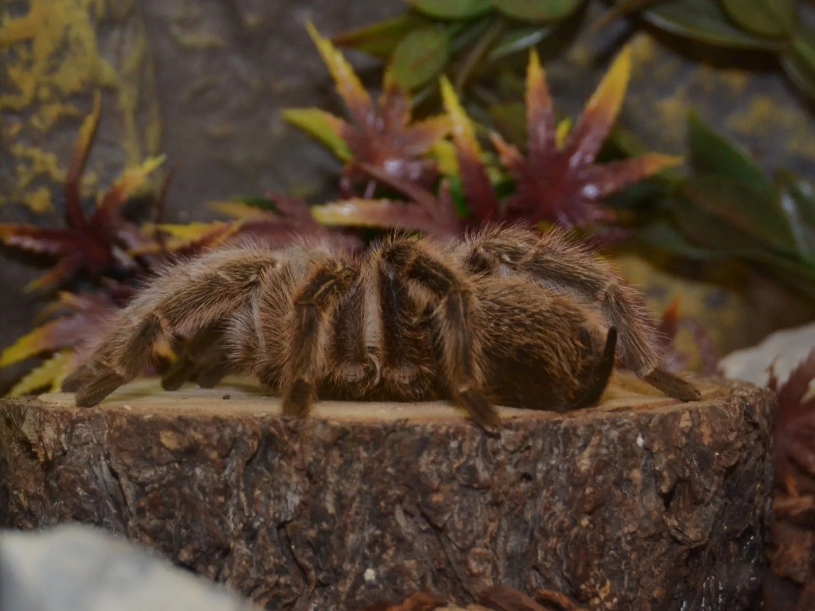 22539 chilean rose tarantula molting