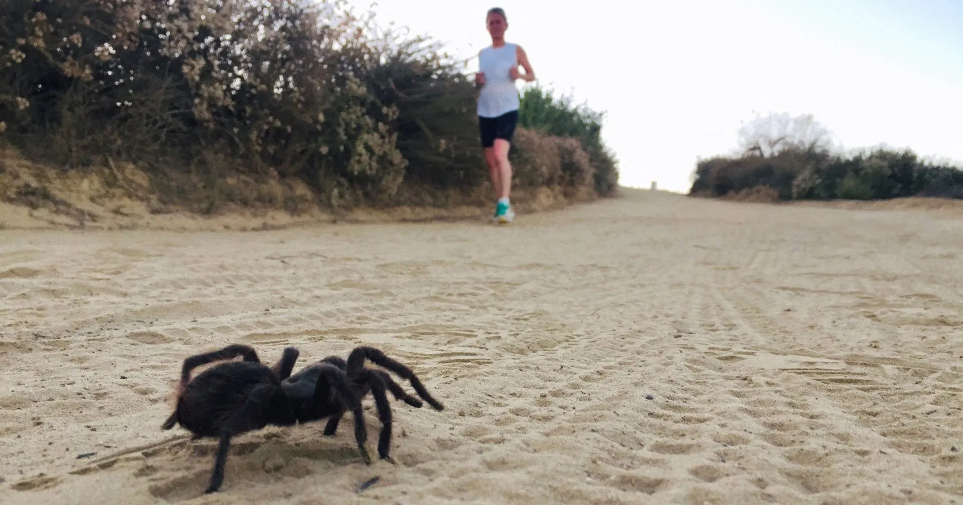 22540 tarantula escaping