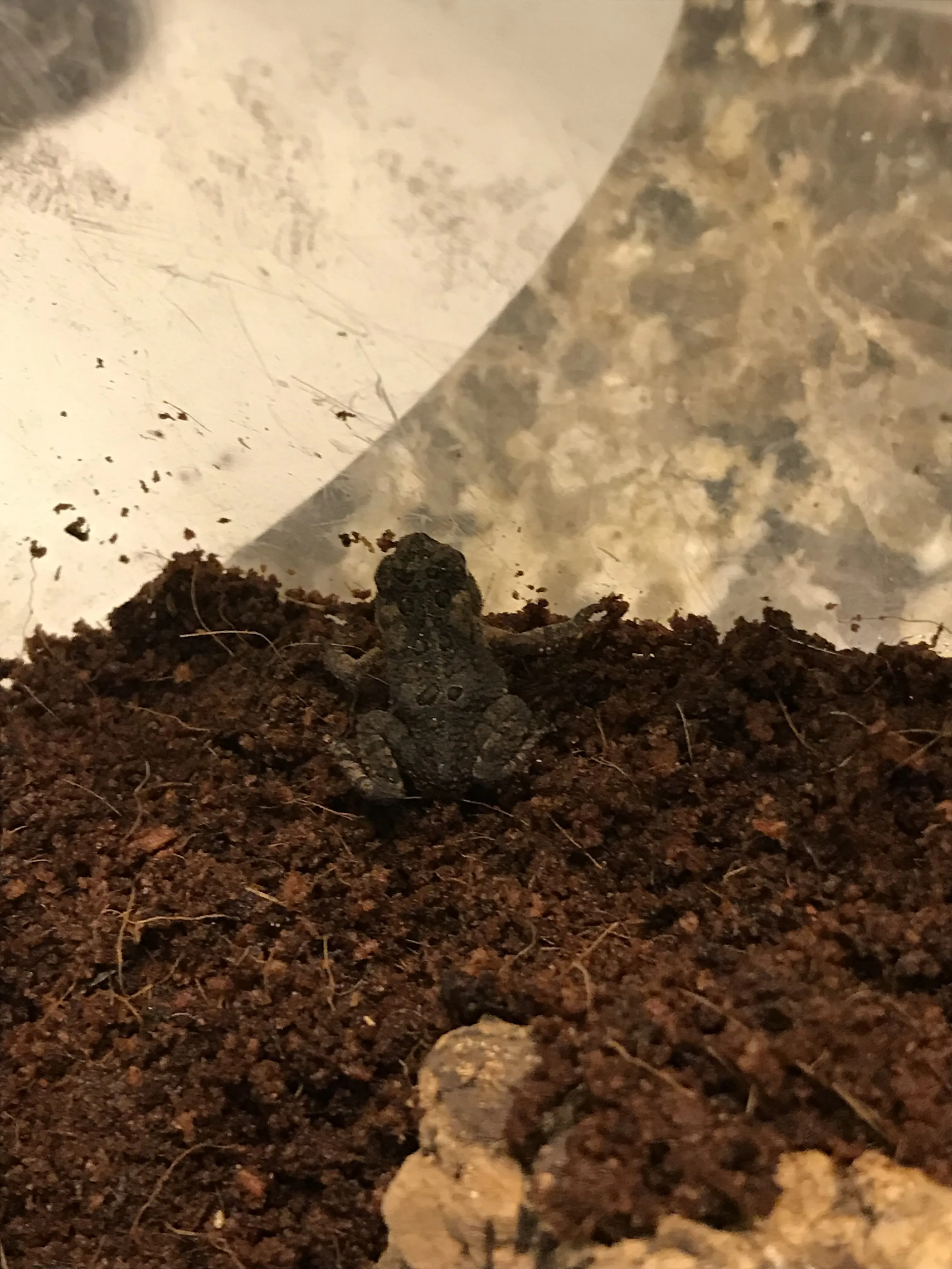 22540 tarantula hide