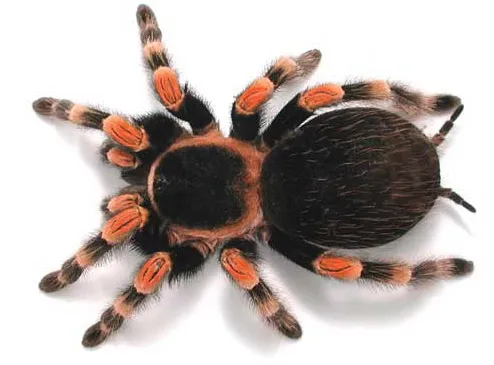 22541 redknee tarantula adult