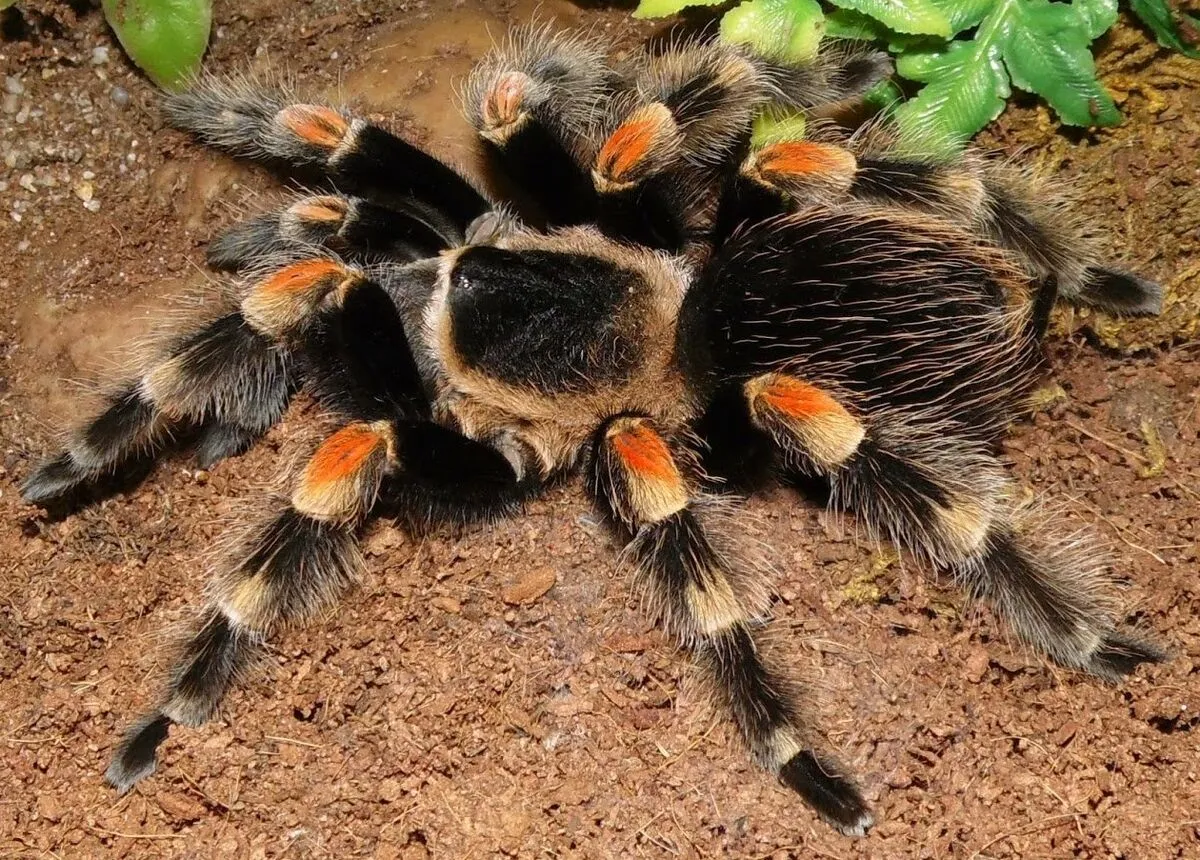 22541 redknee tarantula feeding
