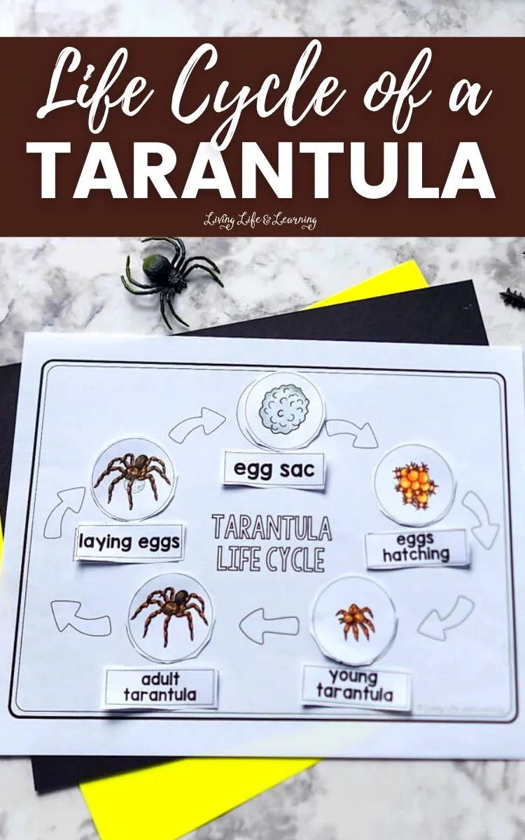 /img/22541-redknee-tarantula-handling.webp