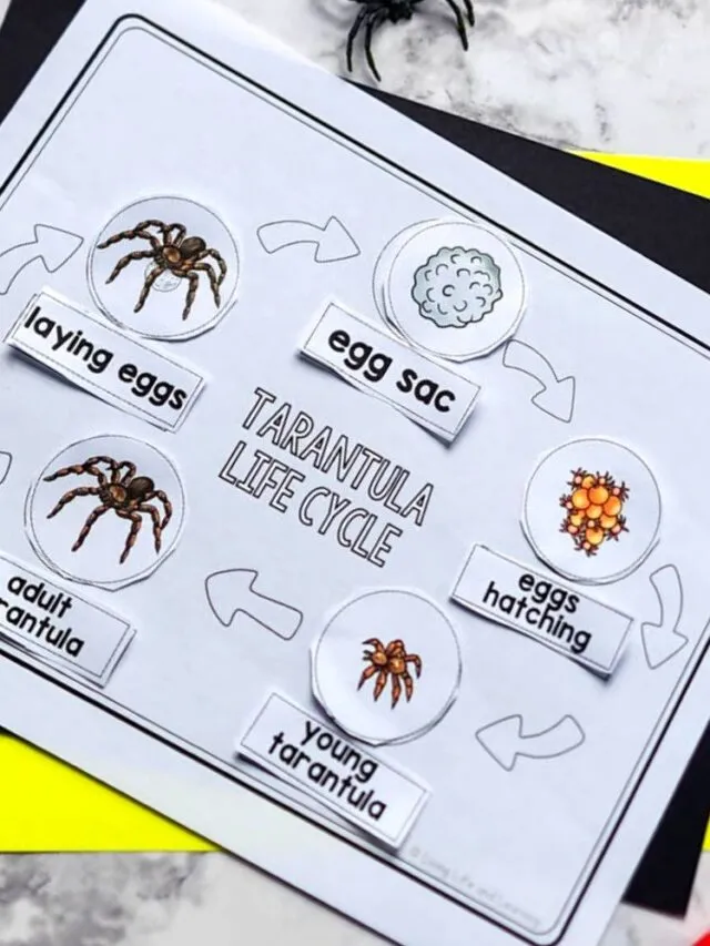 22541 redknee tarantula mating