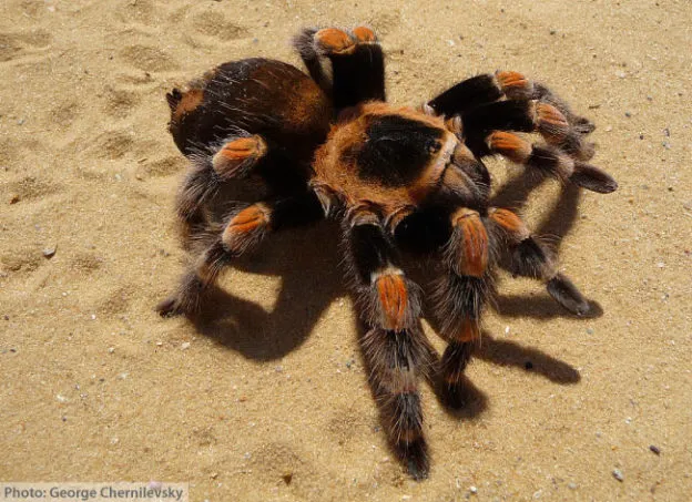 22541 redknee tarantula molting
