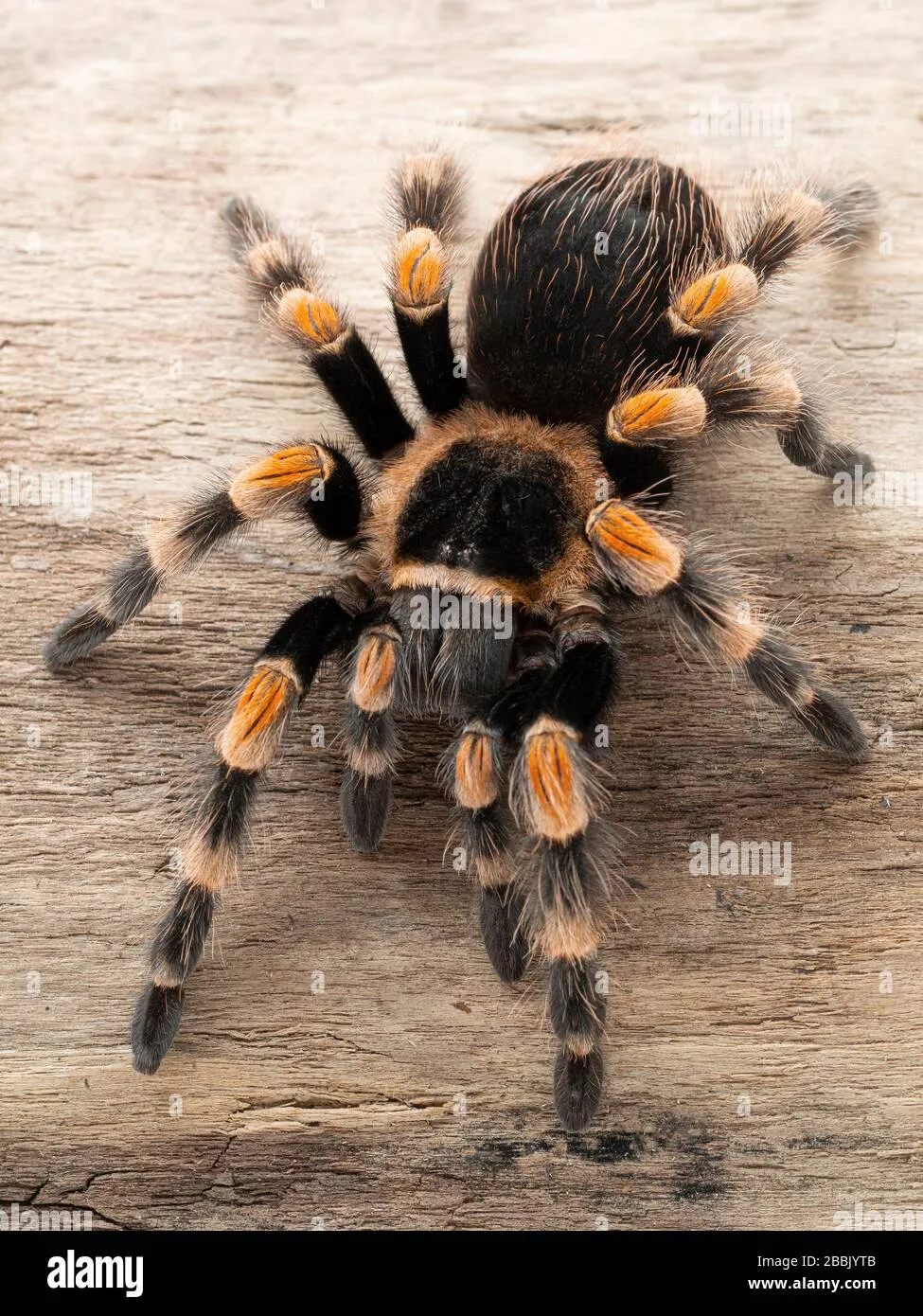 22541 redknee tarantula spiderlings