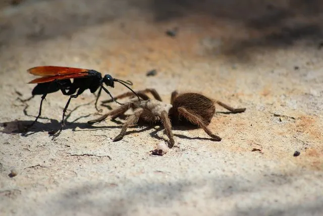 22542 tarantula hawk defense