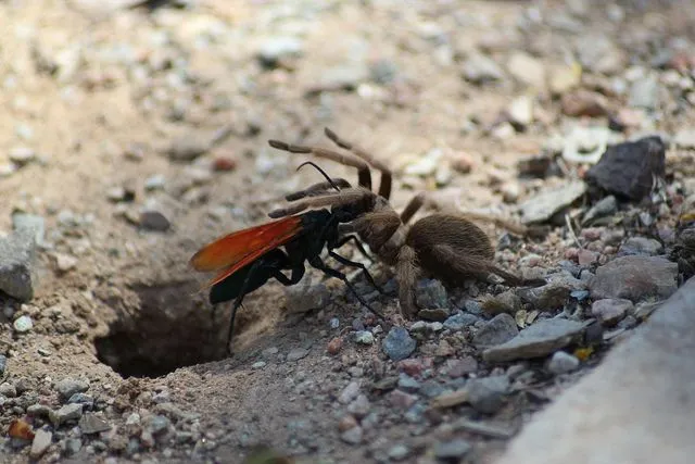 /img/22542-tarantula-hawk-lifecycle.webp