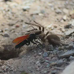 /img/22542-tarantula-hawk-lifecycle.webp