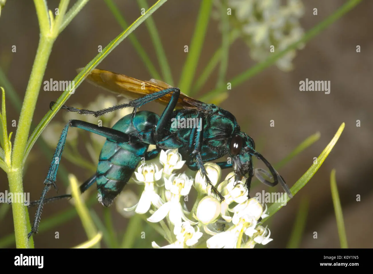 22542 tarantula hawk sting