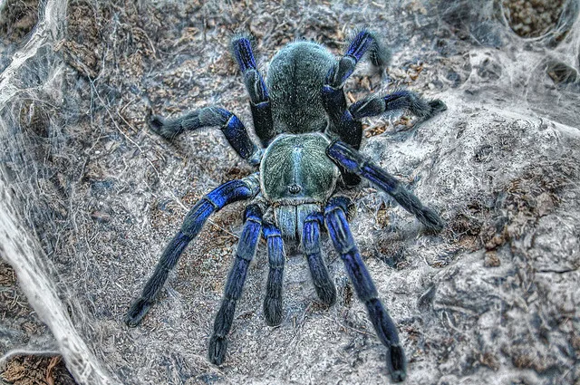 22543 cobalt blue tarantula color