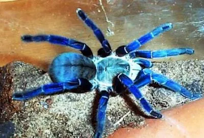 22543 cobalt blue tarantula enclosure