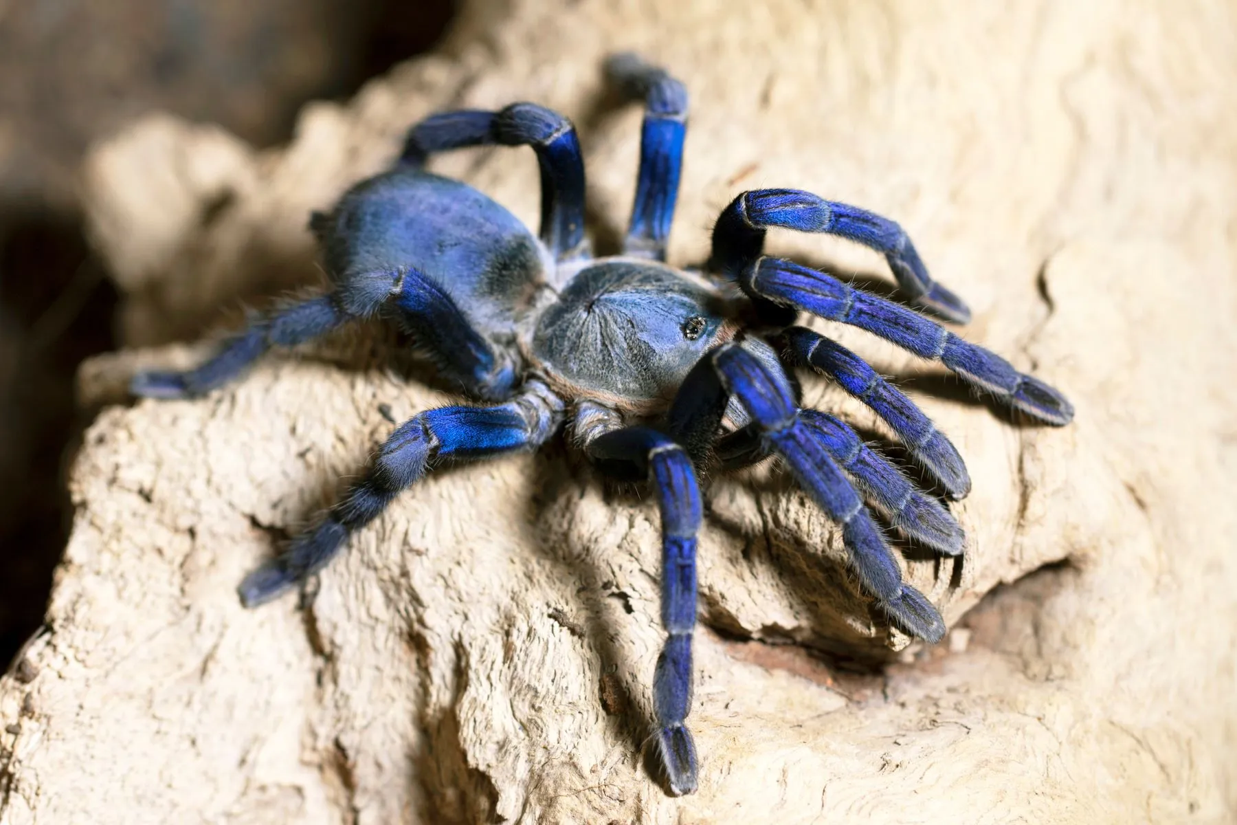 22543 cobalt blue tarantula feeding