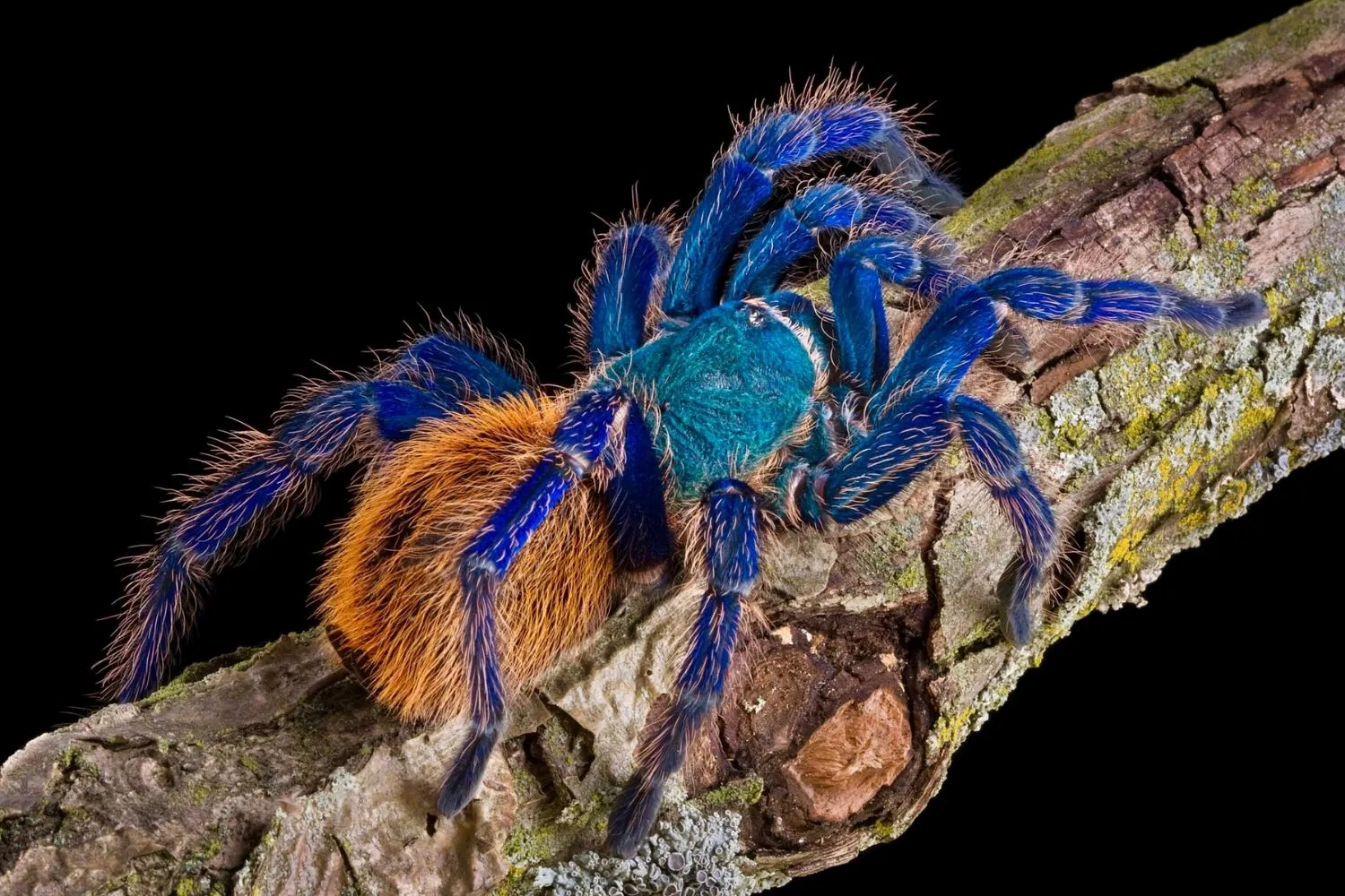 22543 cobalt blue tarantula molting
