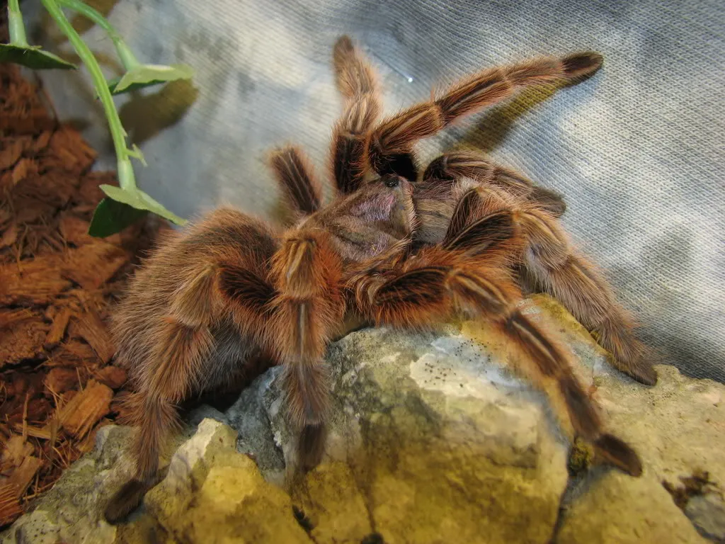 22544 peruvian pinktoe tarantula appearance