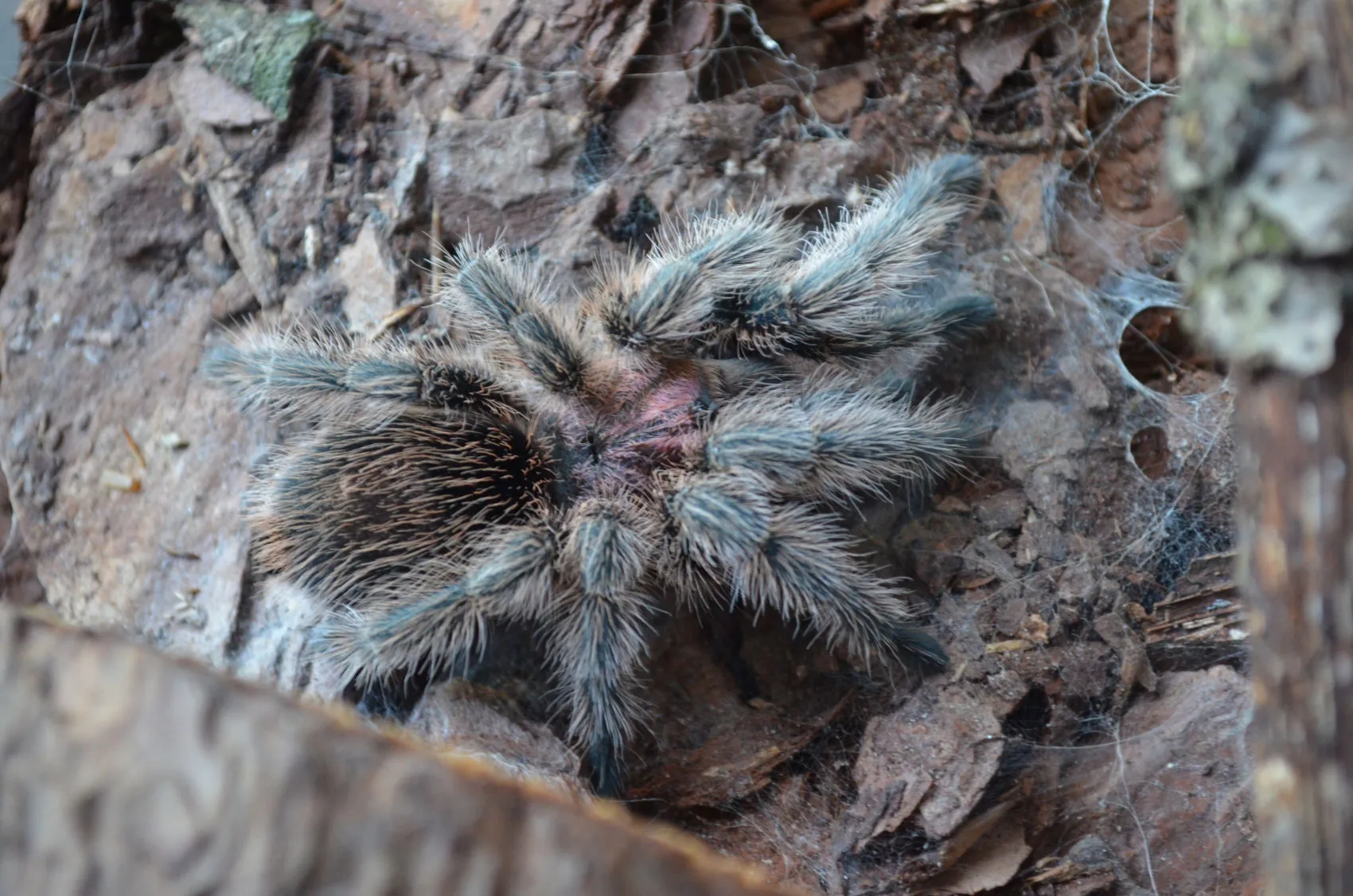 22544 peruvian pinktoe tarantula feeding