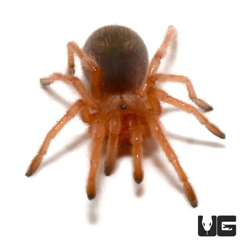 22544 peruvian pinktoe tarantula handling