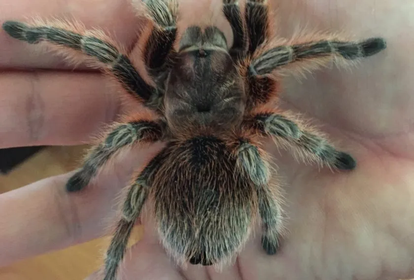 /img/22544-peruvian-pinktoe-tarantula-health.webp