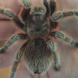 /img/22544-peruvian-pinktoe-tarantula-health.webp