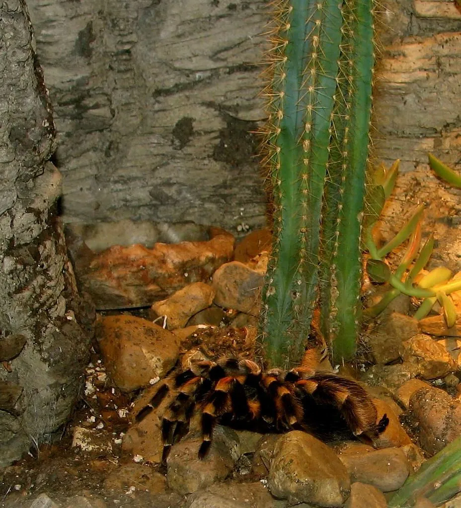 22546 mealworms tarantula food