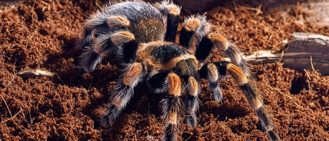 22546 pre killed prey tarantula