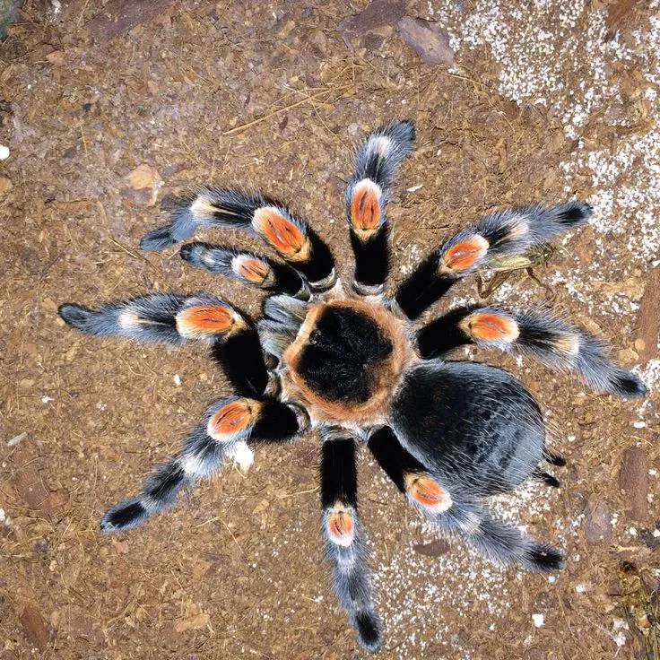 /img/22546-red-knee-tarantula-habitat.webp