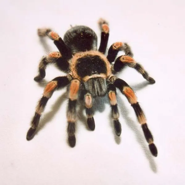 22546 waxworms tarantula