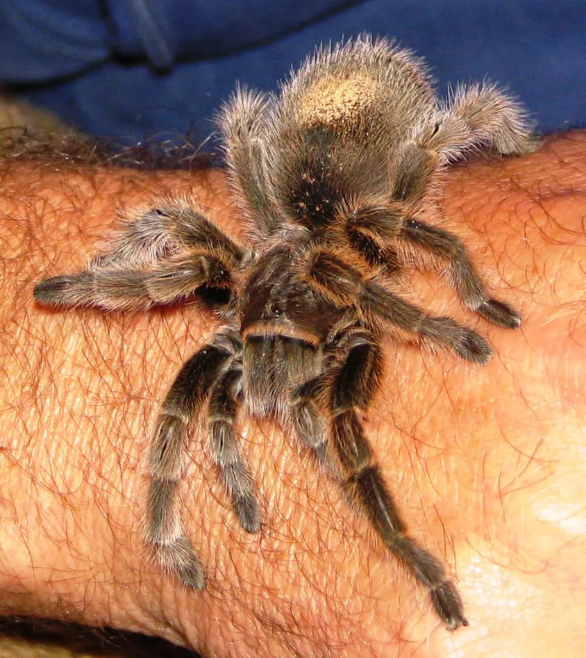 /img/22547-molting-tarantula.webp