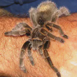 /img/22547-molting-tarantula.webp
