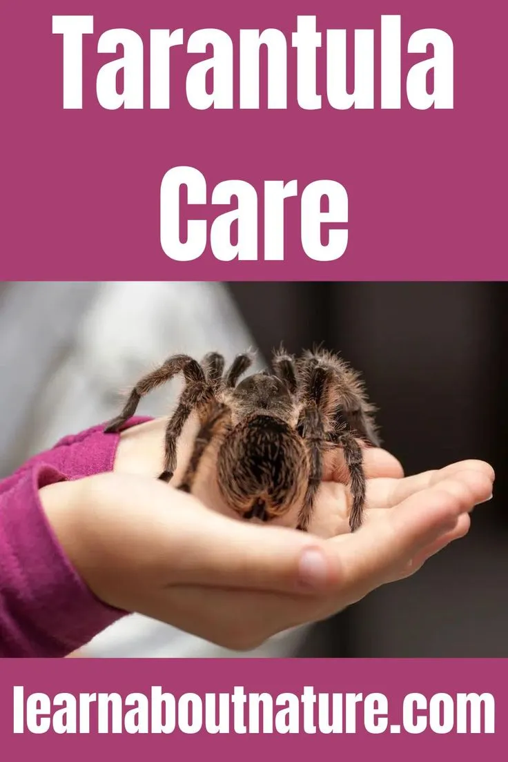 22547 sick tarantula