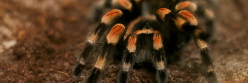 22547 tarantula cleaning