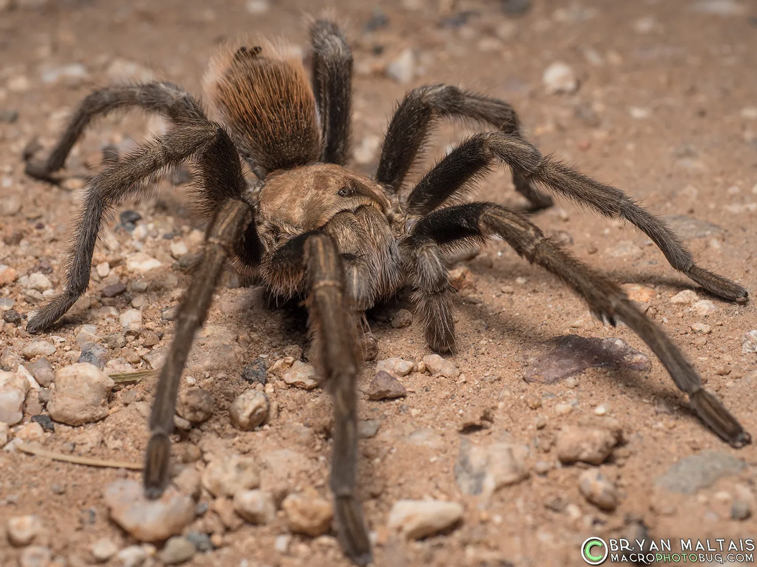 22548 arizona tarantula wasp habitat