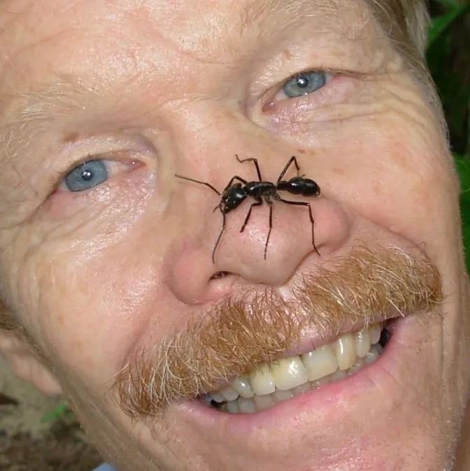 22548 identifying tarantula wasp