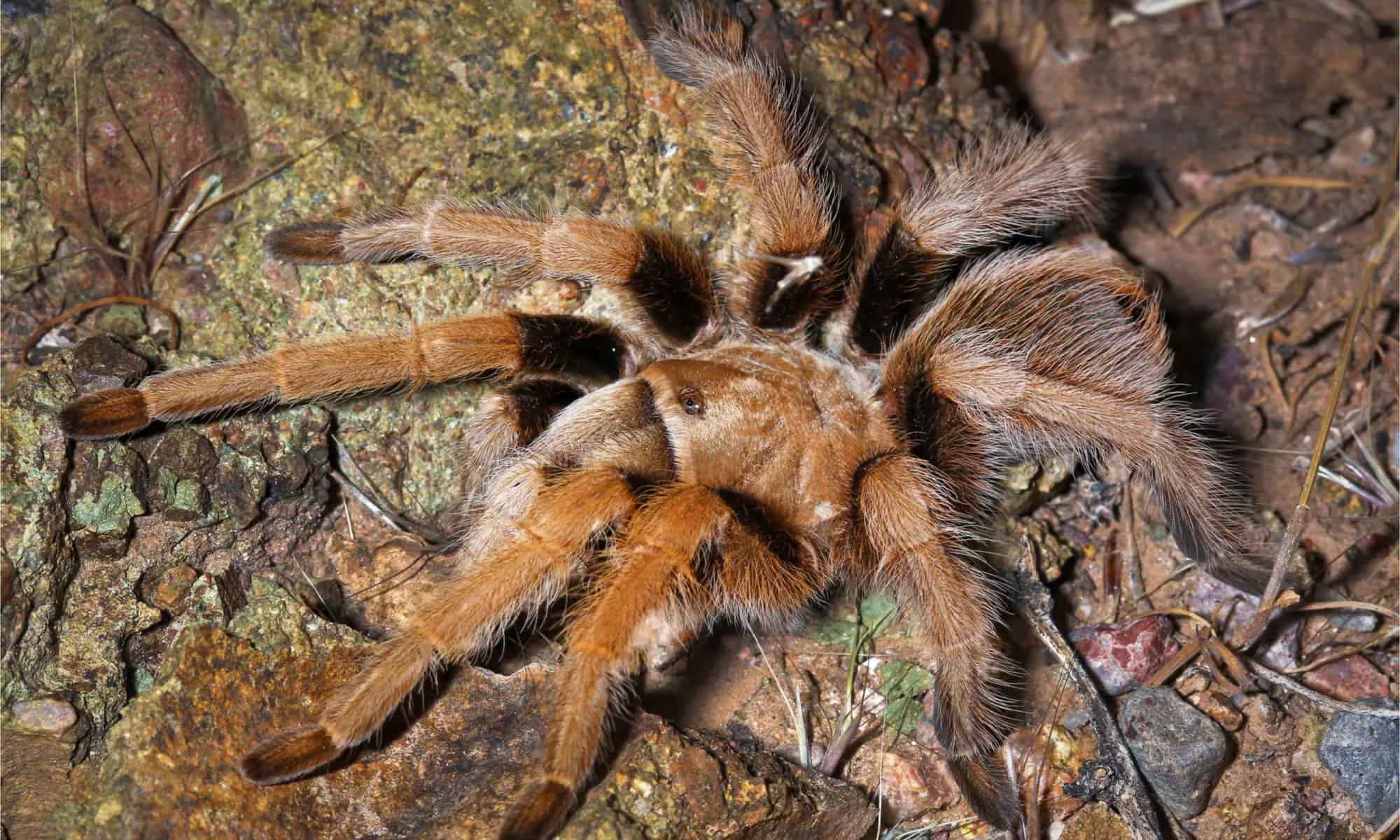 /img/22548-tarantula-wasp-encounter.webp
