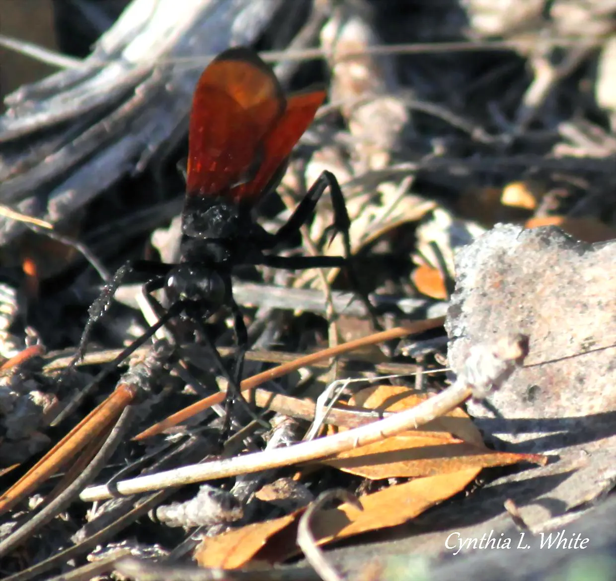 22548 tarantula wasp hunting